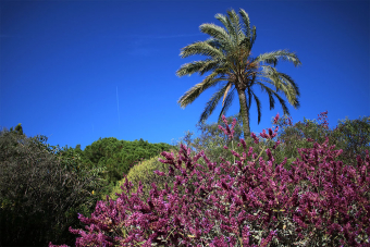 maite_sanchez_jardi_botanic_jun_2016